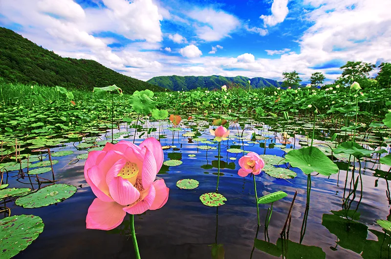 서오지리 연꽃단지