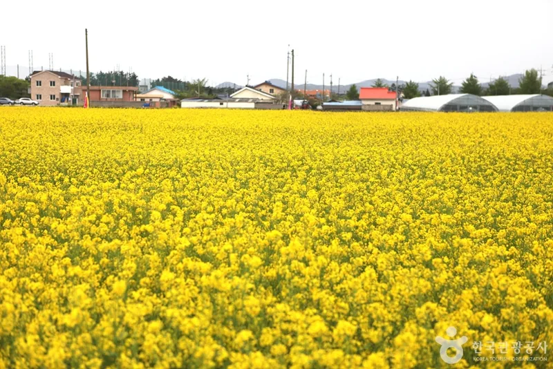 삼척 맹방유채꽃 마을