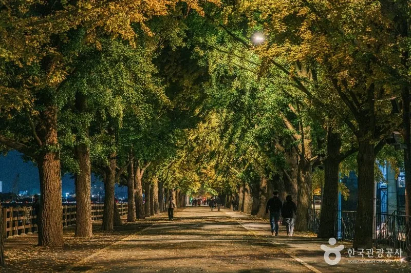 곡교천 은행나무길