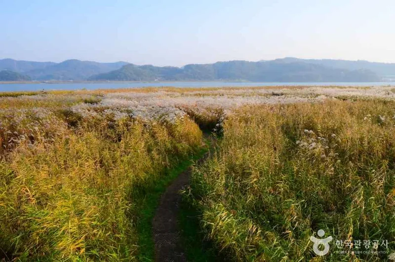 신성리 갈대밭