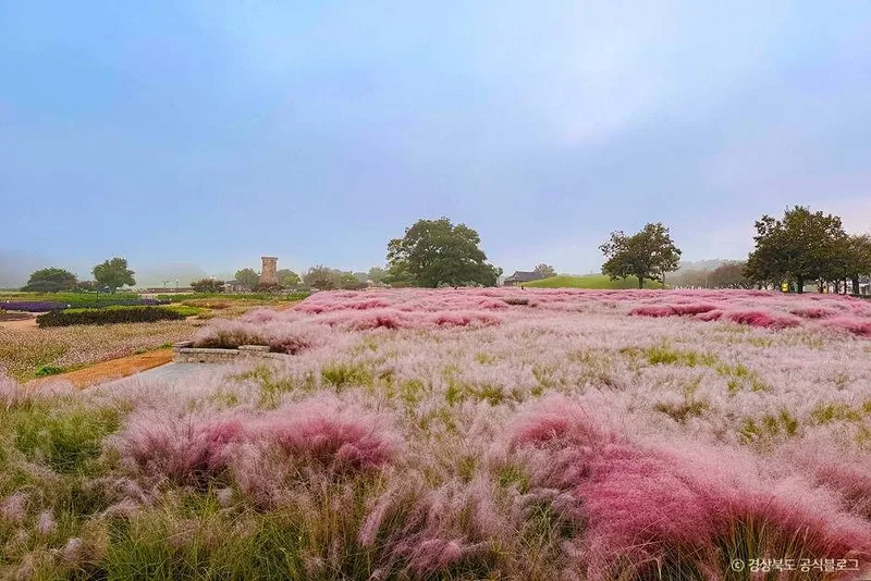 경주 핑크뮬리(경주 핑크뮬리 군락지)