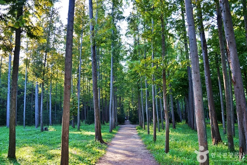 벌영리 메타세콰이어길