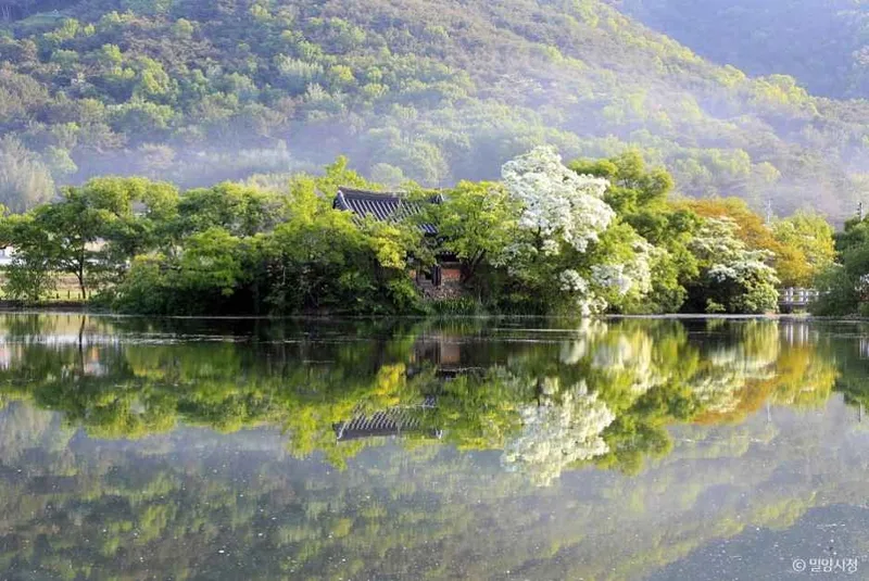 위양지(위양지 이팝나무)