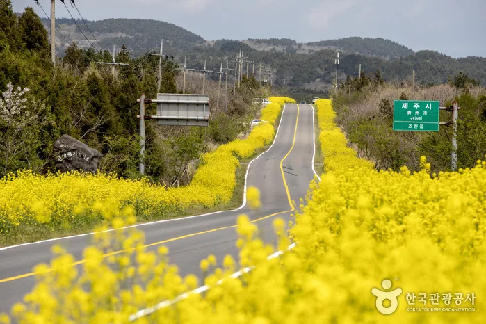 서귀포 가시리마을 (녹산로 유채꽃도로)