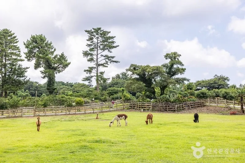 도치돌 알파카목장