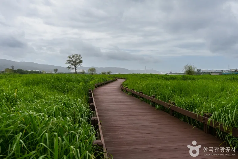 태화강억새군락지