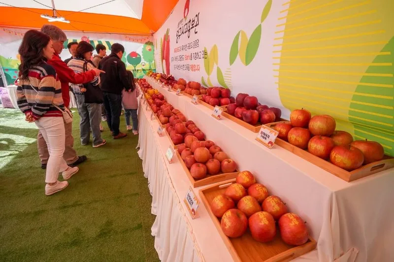 청춘양구 펀치볼 시래기사과축제