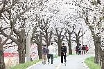 보은 벚꽃길 축제