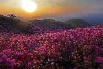 황매산철쭉제
