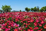 칠서 청보리 작약 축제