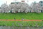 정읍 벚꽃축제