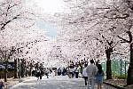 고창 벚꽃축제