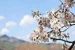 구례300리 벚꽃축제