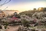 광양 매화축제
