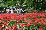영광불갑산상사화축제