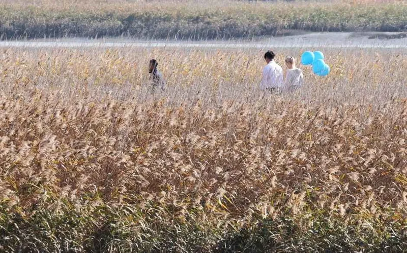 강진만 춤추는 갈대축제