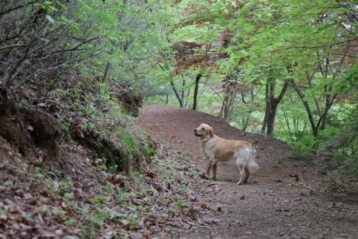 트리독스 반려견 전용 캠핑장